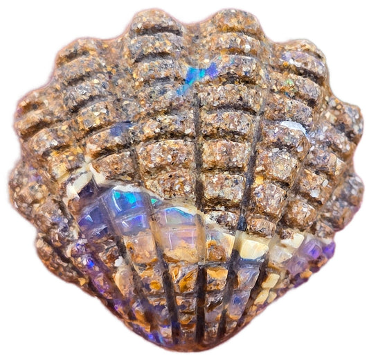 Exquisite 10.85 Ct Australian Boulder Opal Matrix Scallop Shell Carving