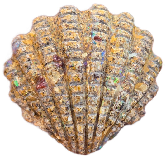 Exquisite 15.50 Ct Australian Boulder Opal Matrix Scallop Shell Carving